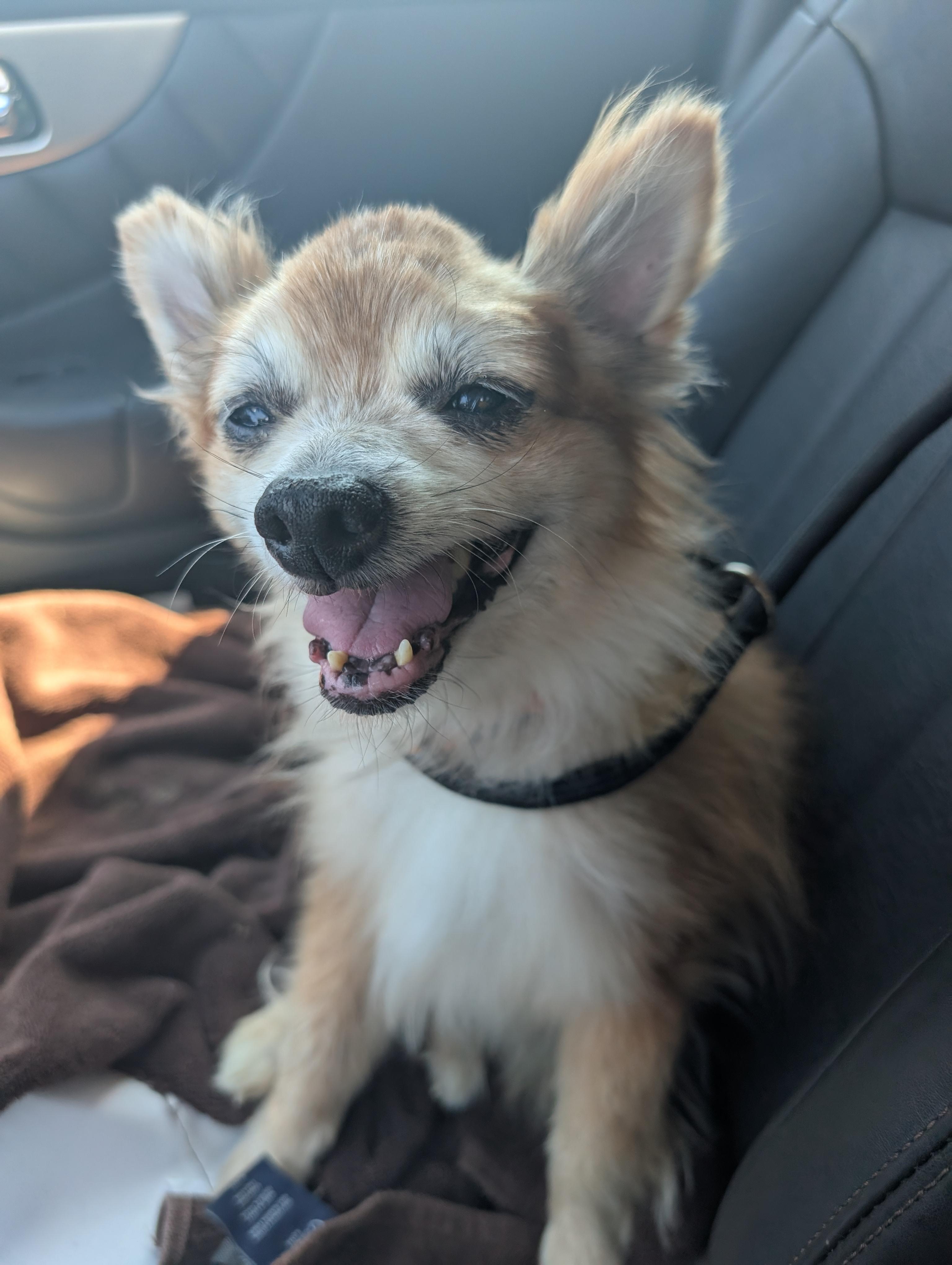 Lil Fox, a ADOPTABLE mixed breed in Amelia, OH image 2/4