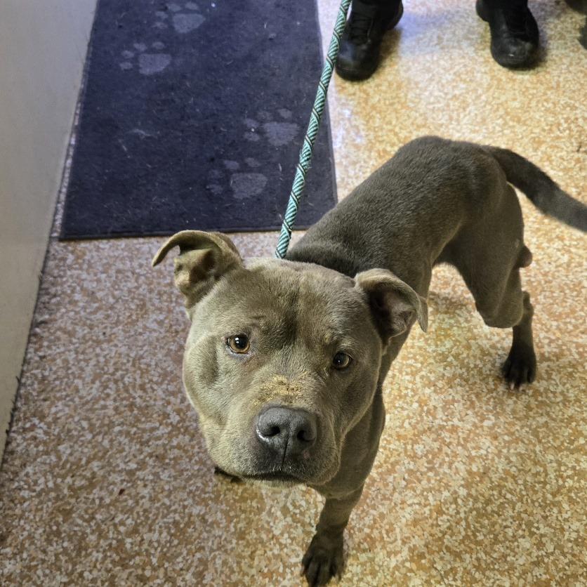 Kilo, Adoptable, Adult Male Pit Bull Terrier.