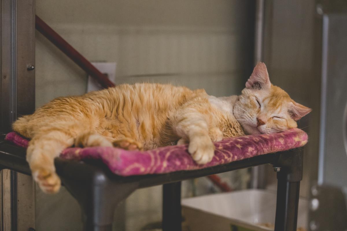 Two-Face, Adoptable, Adult Male Domestic Short Hair.