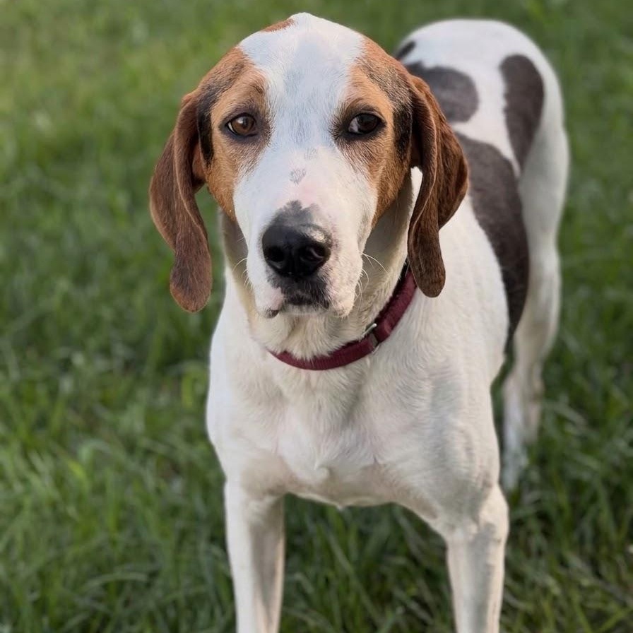 Phoenix, Adoptable, Adult Male Treeing Walker Coonhound.