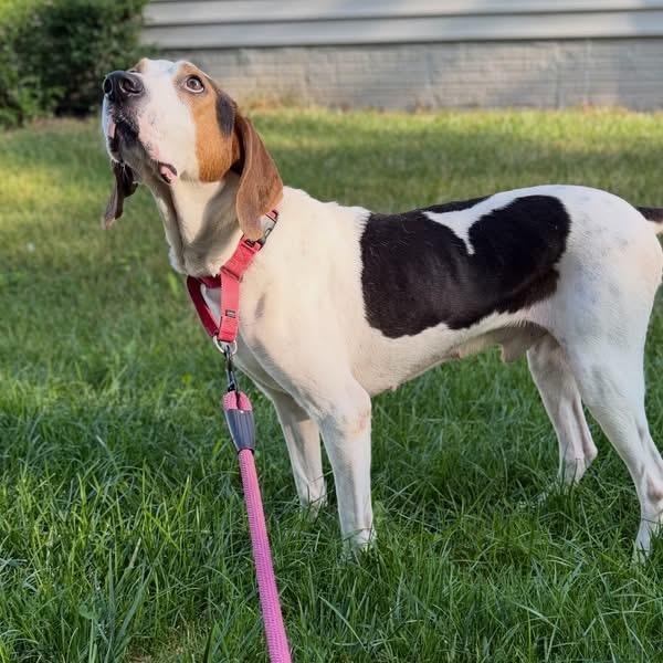 Enlarge Phoenix, a Adoptable Treeing Walker Coonhound in Woodbridge, VA image 2/2