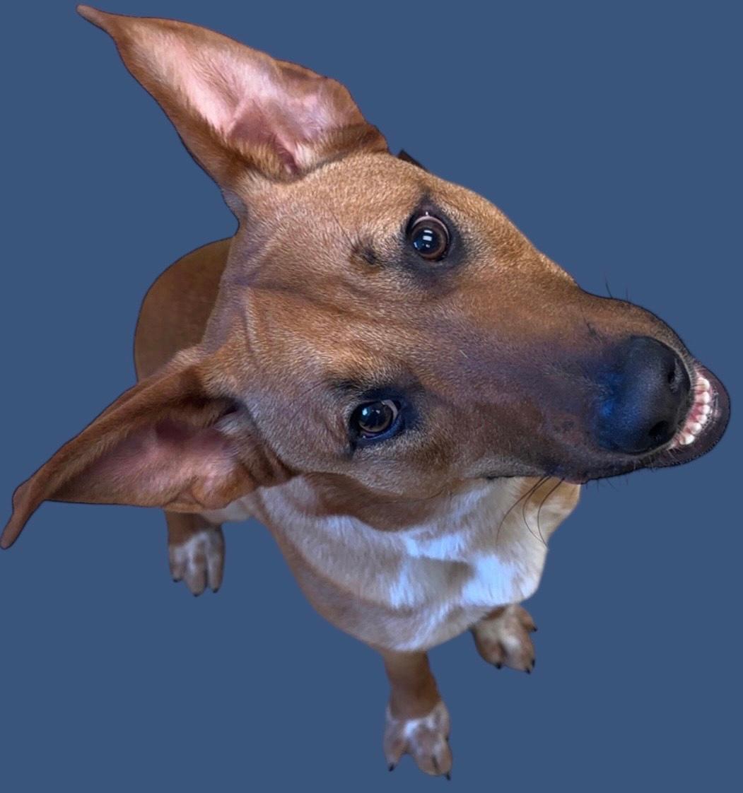 Enlarge Bronson, a Adoptable mixed breed in New Castle, IN image 1/1