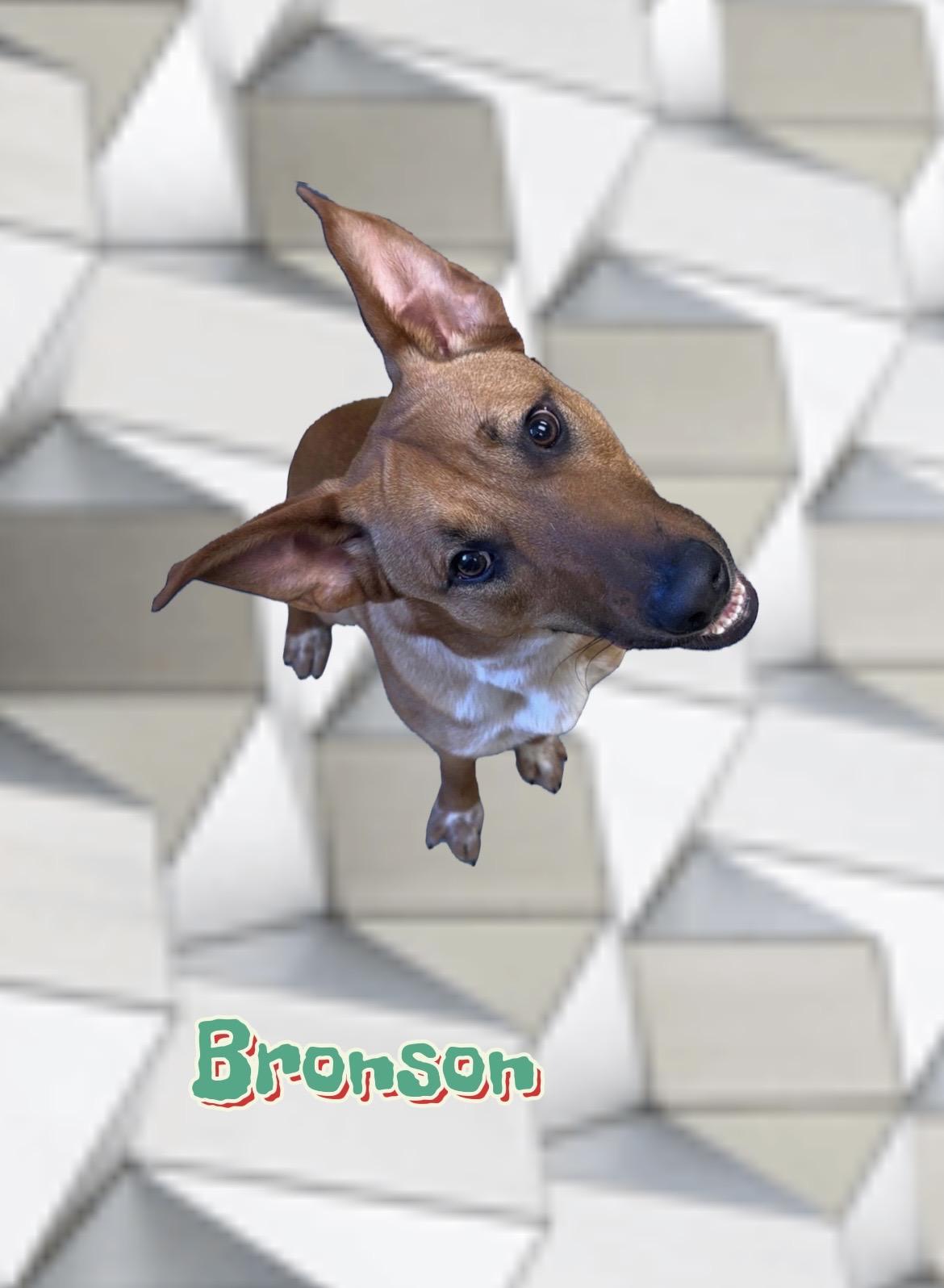 Enlarge Bronson, a Adoptable mixed breed in New Castle, IN image 1/1