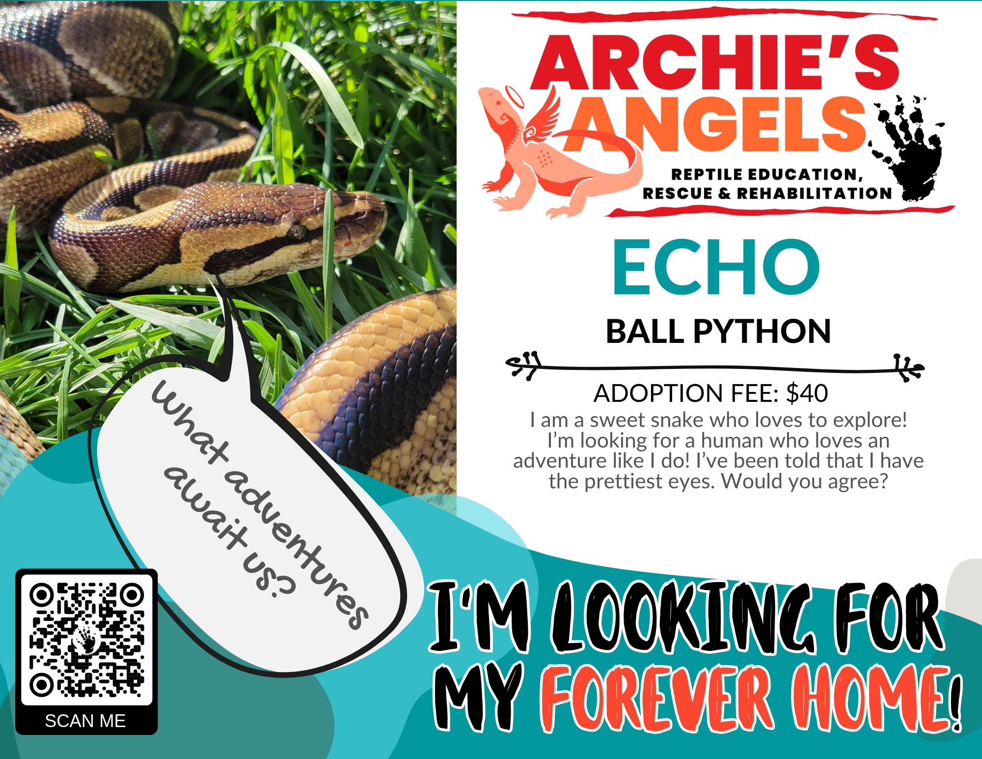 Enlarge Echo, a ADOPTABLE Ball Python in Green Bay, WI image 1/1
