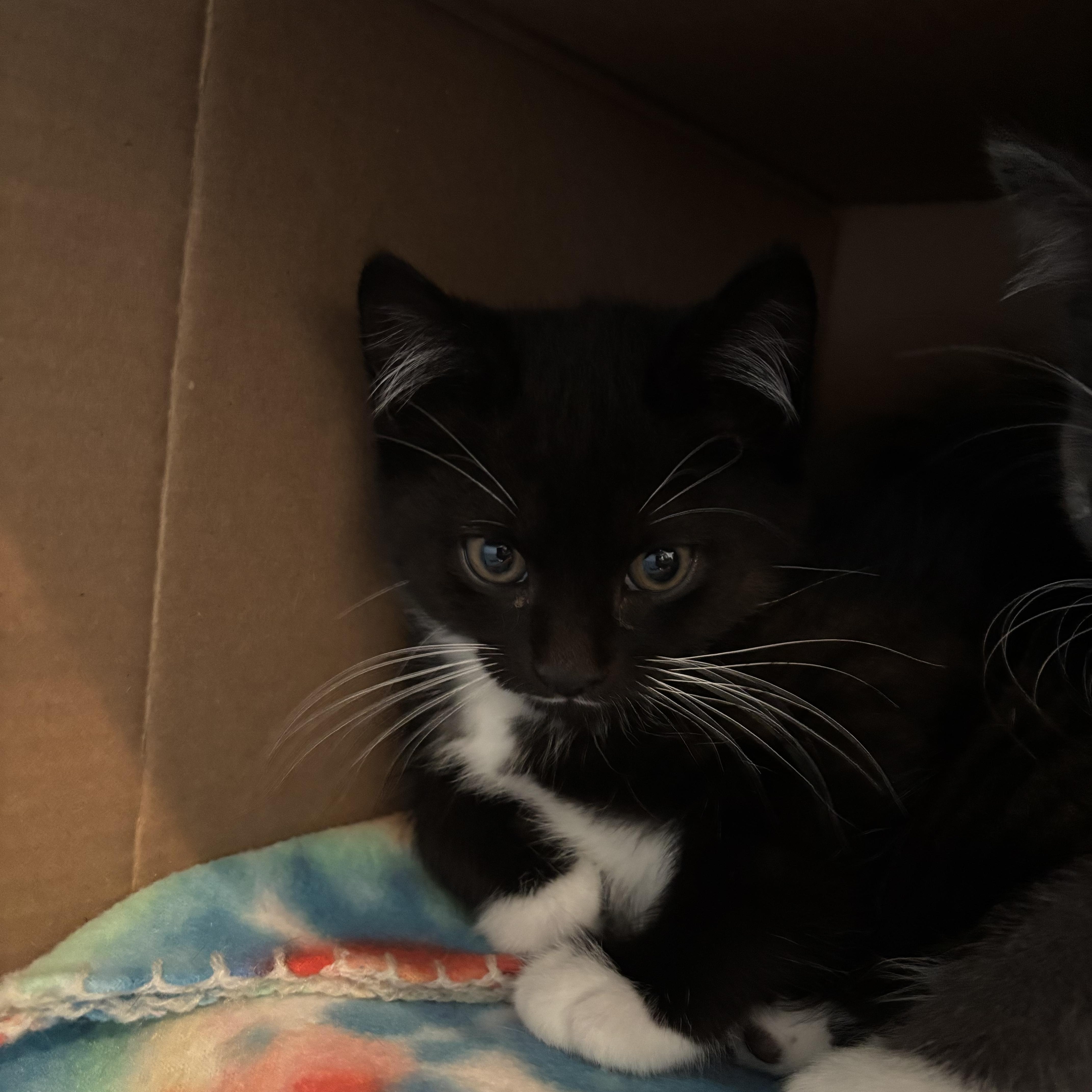 Domino, ADOPTABLE, Kitten Male Domestic Short Hair.