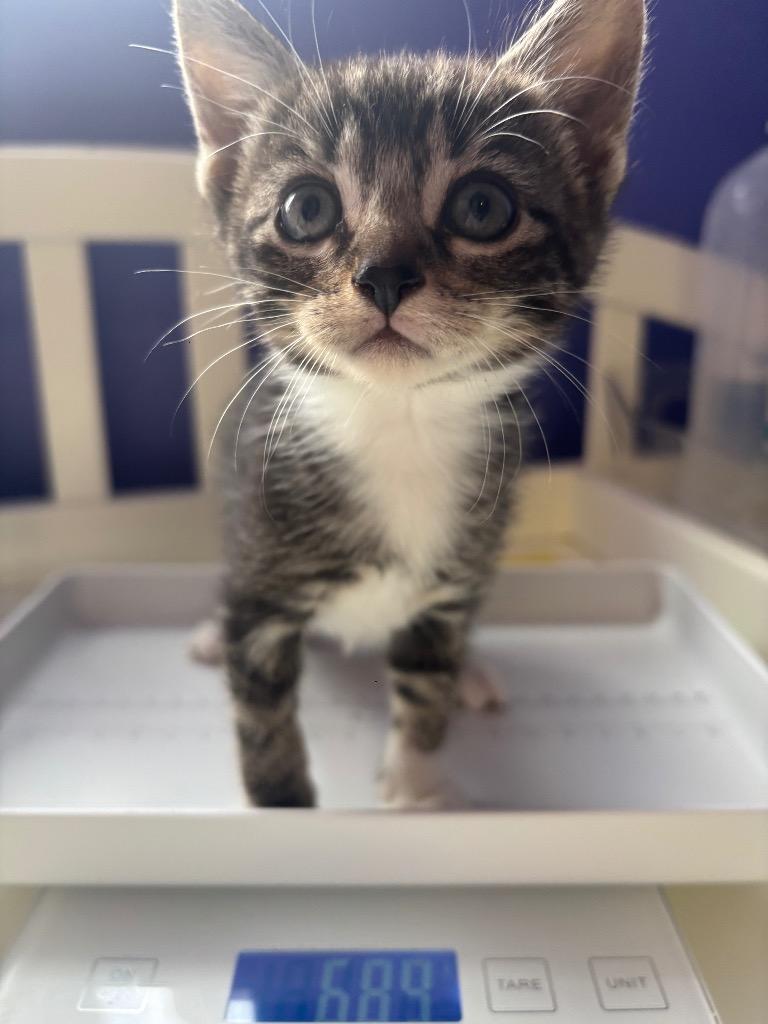 Jewel, Adopted, Kitten Female Domestic Short Hair.