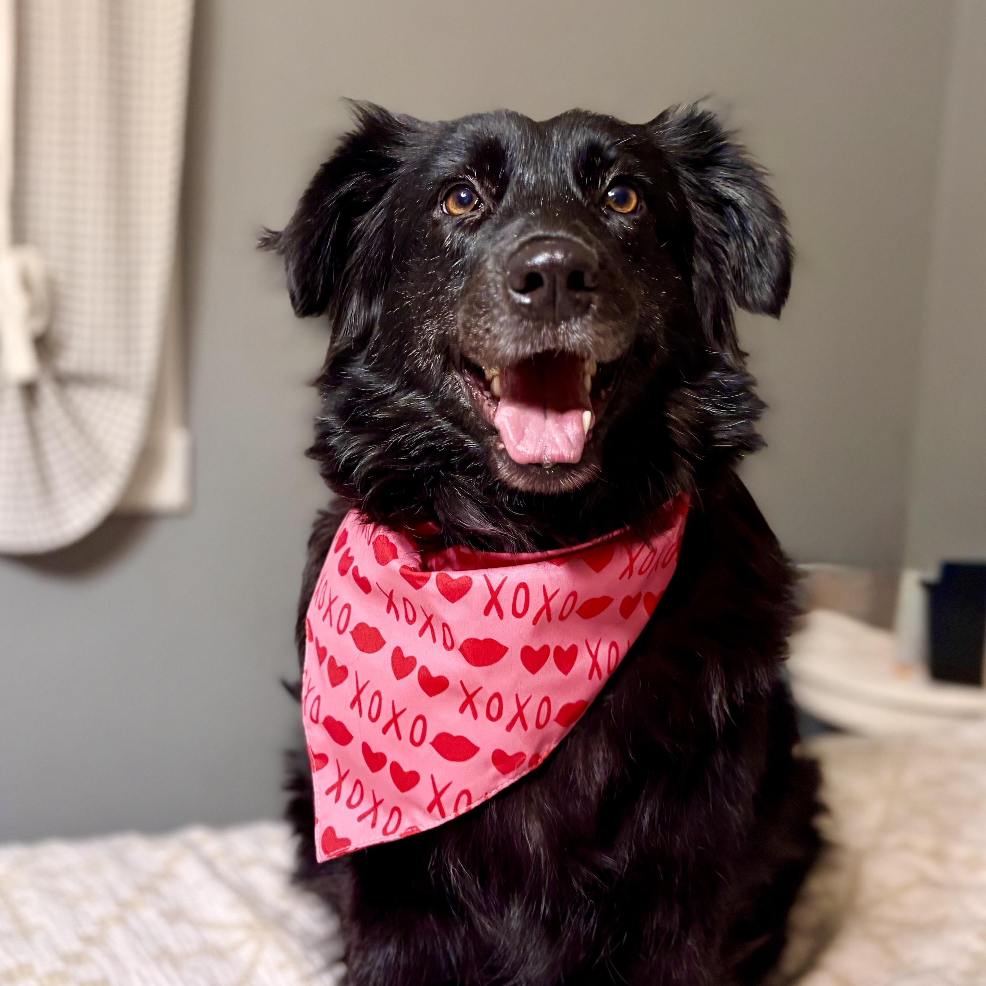 Zelda, ADOPTABLE, Adult Female Retriever.