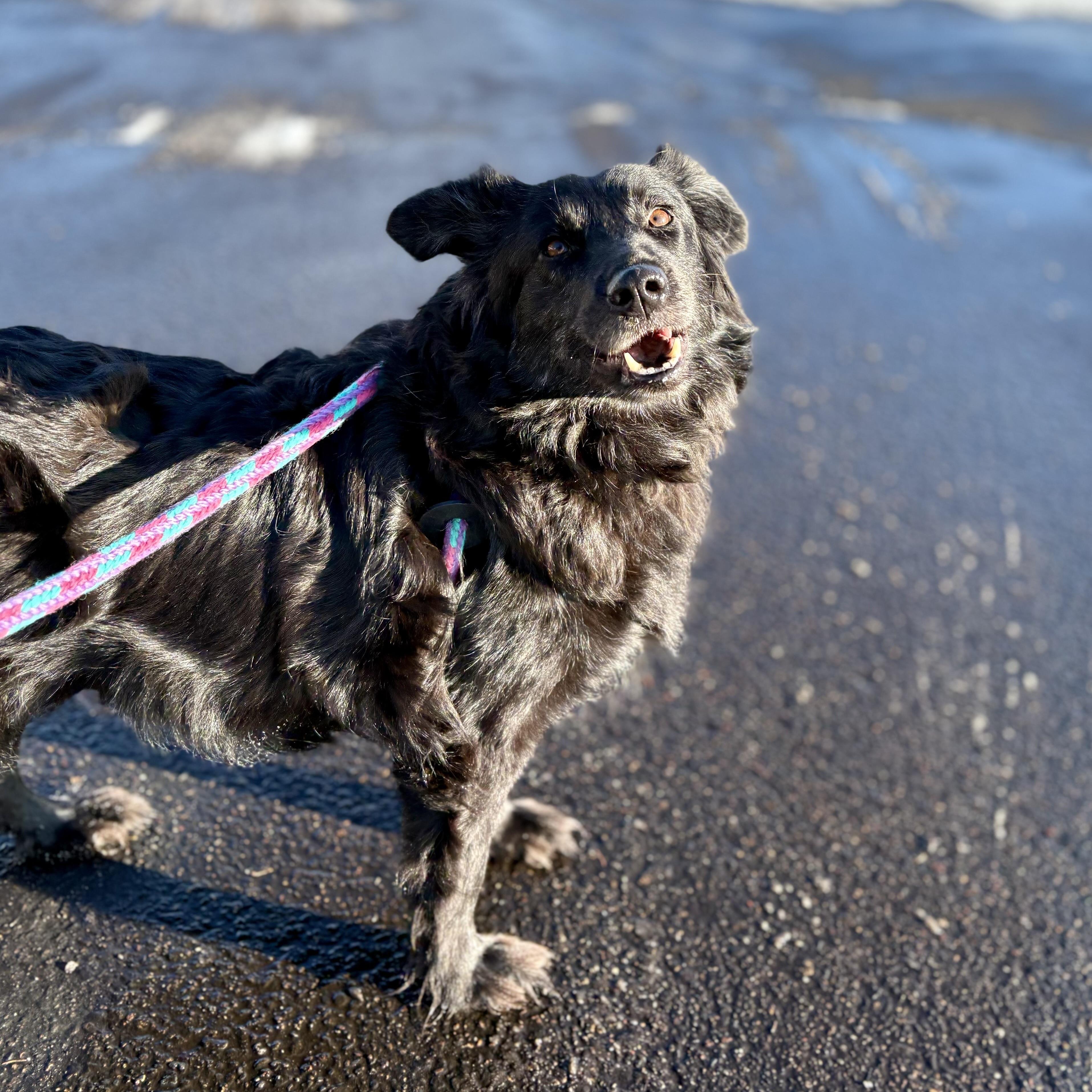 Enlarge Zelda, a ADOPTABLE mixed breed in Prior Lake, MN image 4/6