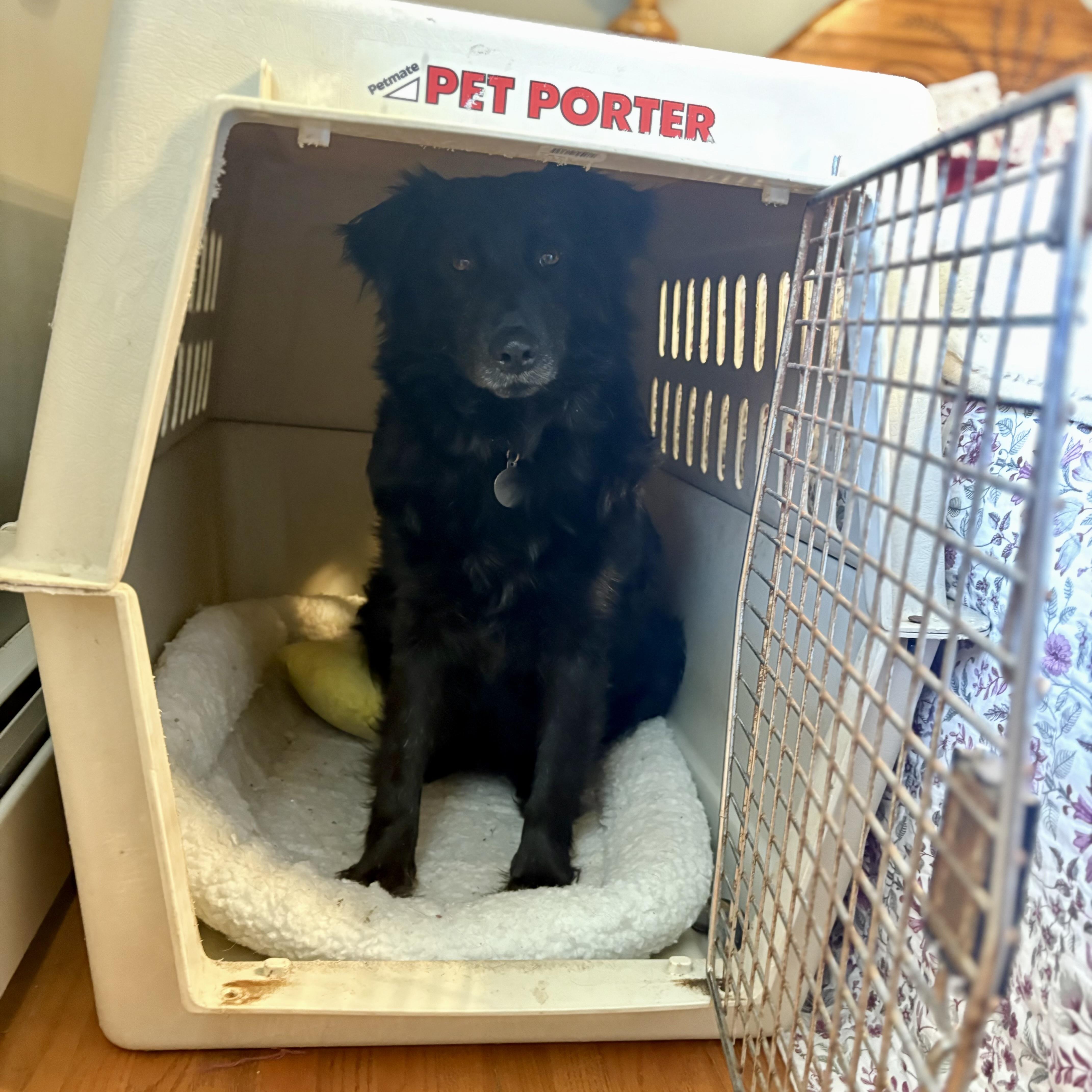 Enlarge Zelda, a ADOPTABLE mixed breed in Prior Lake, MN image 6/6