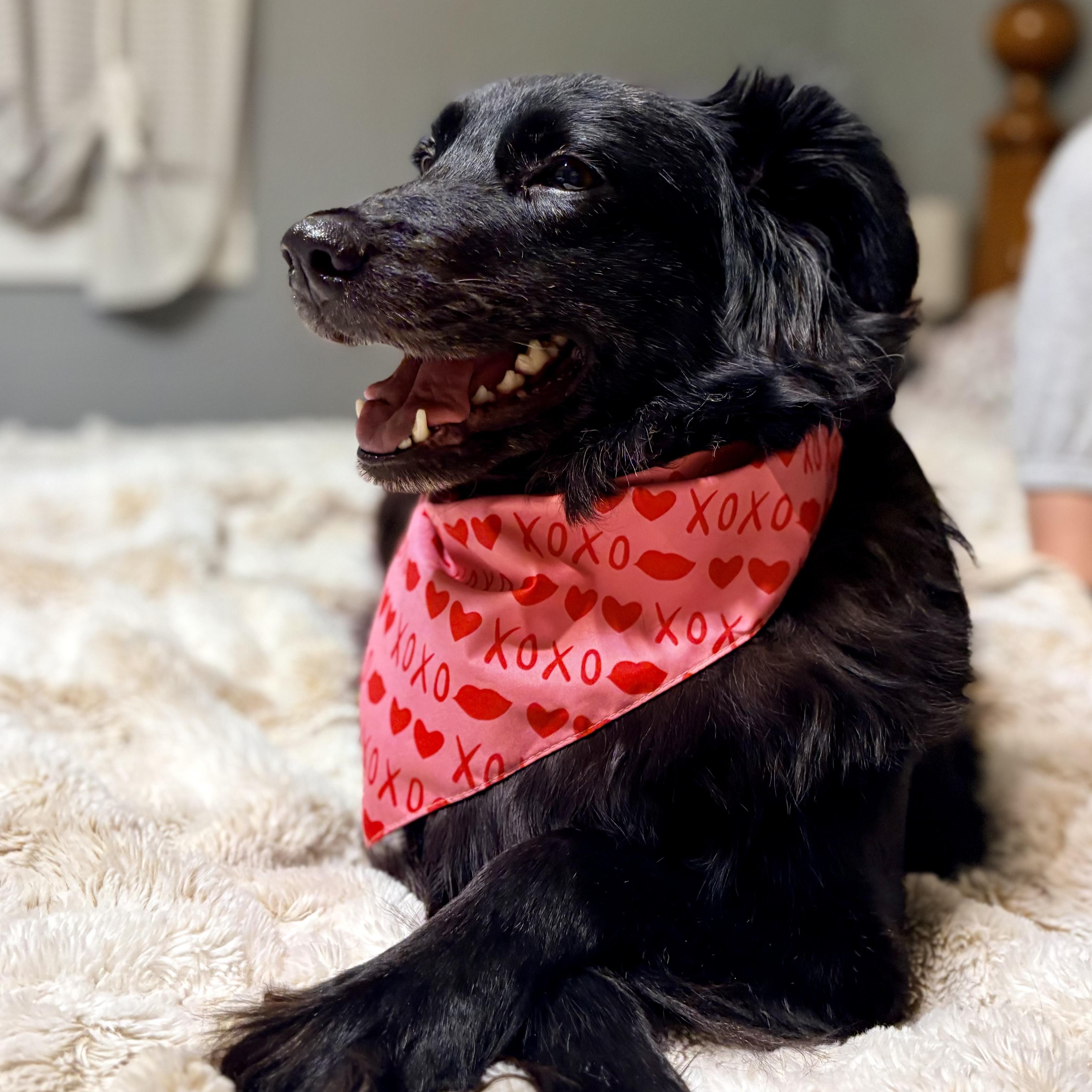 Enlarge Zelda, a ADOPTABLE mixed breed in Prior Lake, MN image 5/6