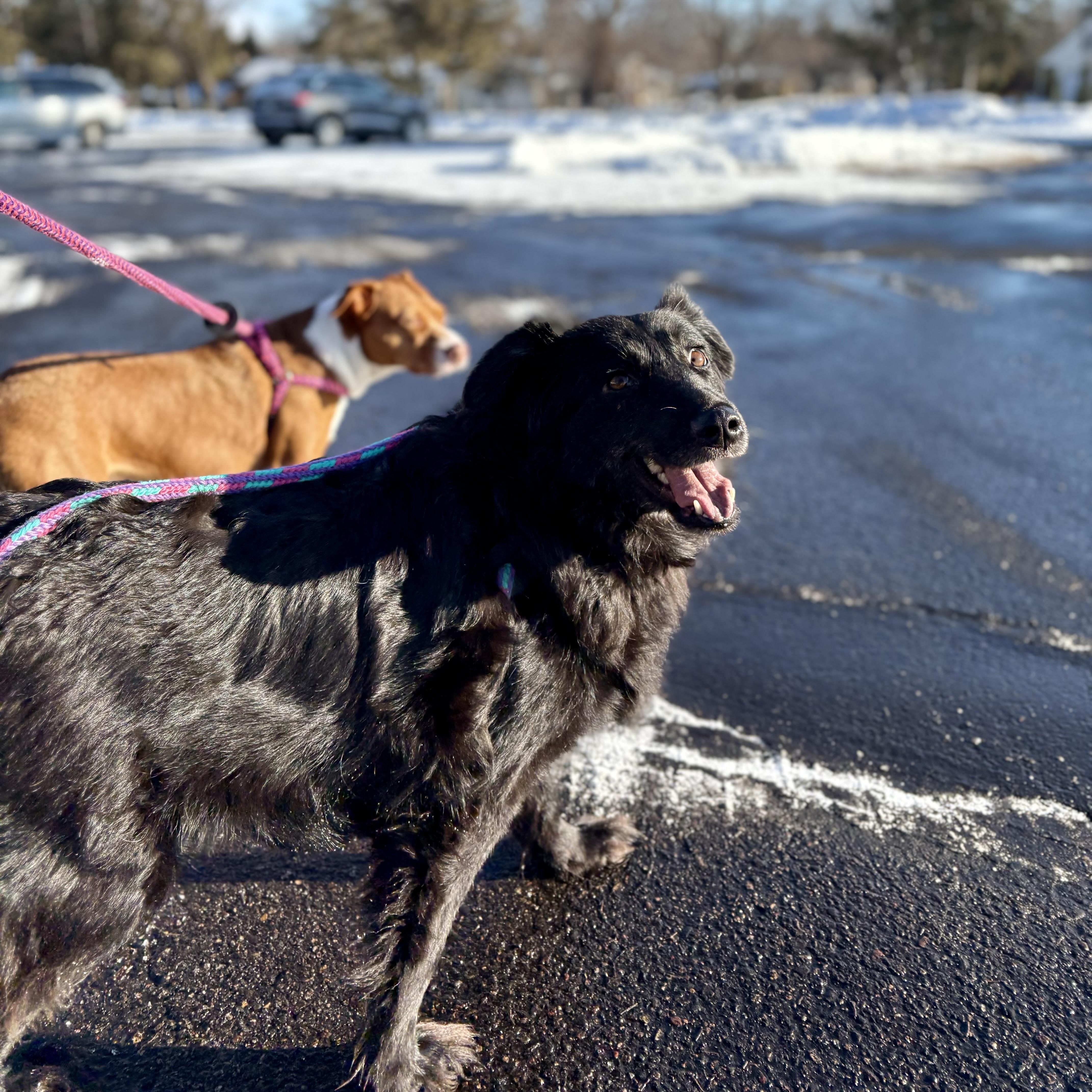 Enlarge Zelda, a ADOPTABLE mixed breed in Prior Lake, MN image 3/6