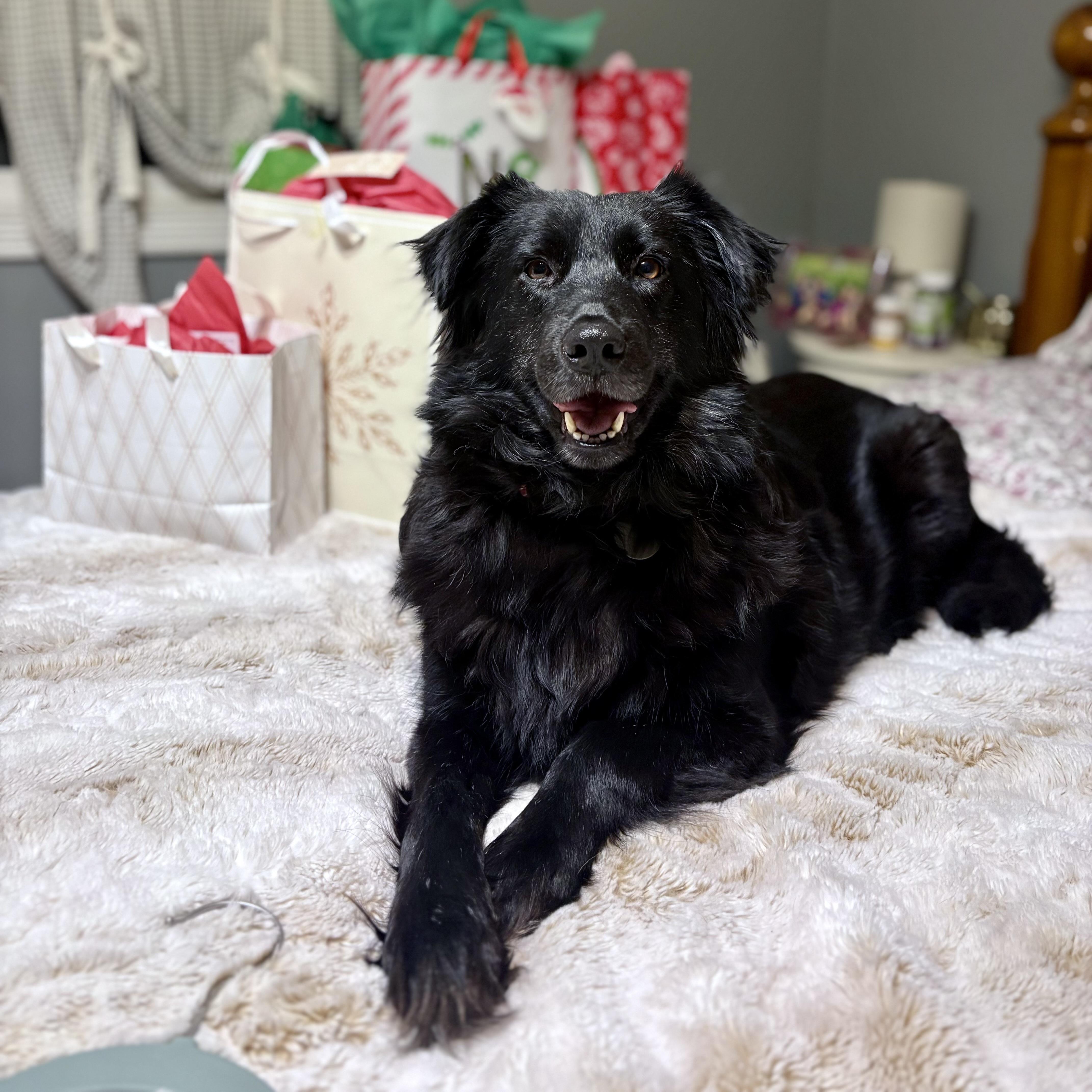 Enlarge Zelda, a ADOPTABLE mixed breed in Prior Lake, MN image 2/6