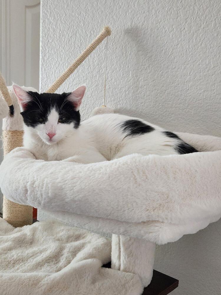 Enlarge Pringle, a Adoptable Domestic Medium Hair in Lancaster, CA image 1/4