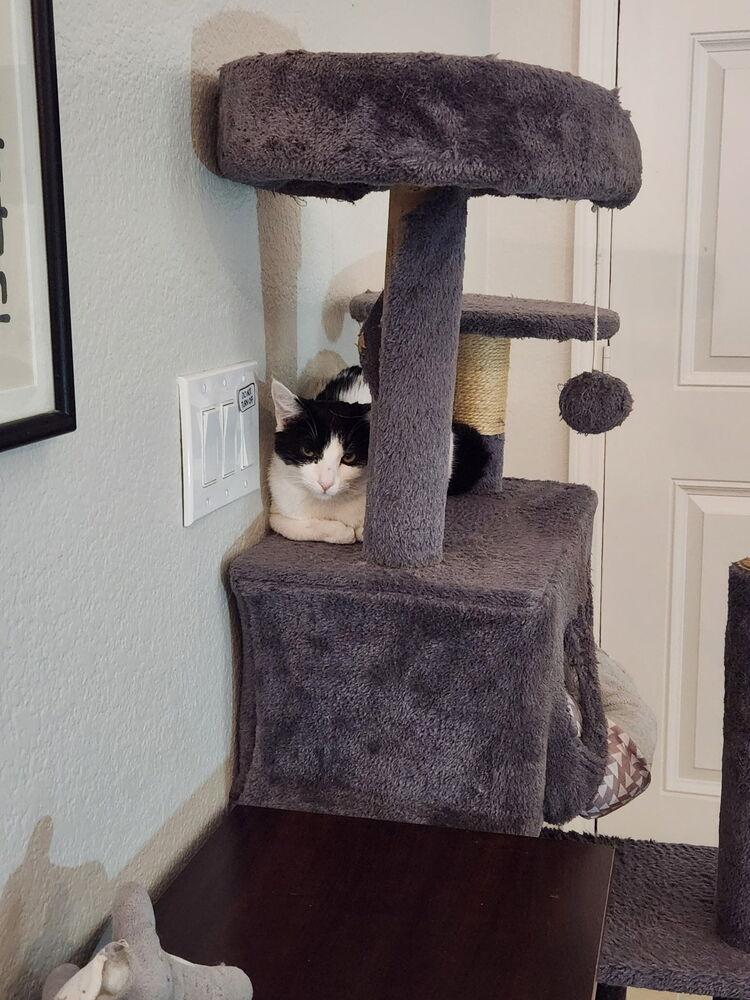 Enlarge Pringle, a Adoptable Domestic Medium Hair in Lancaster, CA image 2/4