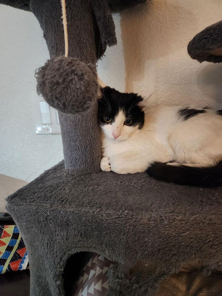 Enlarge Pringle, a Adoptable Domestic Medium Hair in Lancaster, CA image 3/4