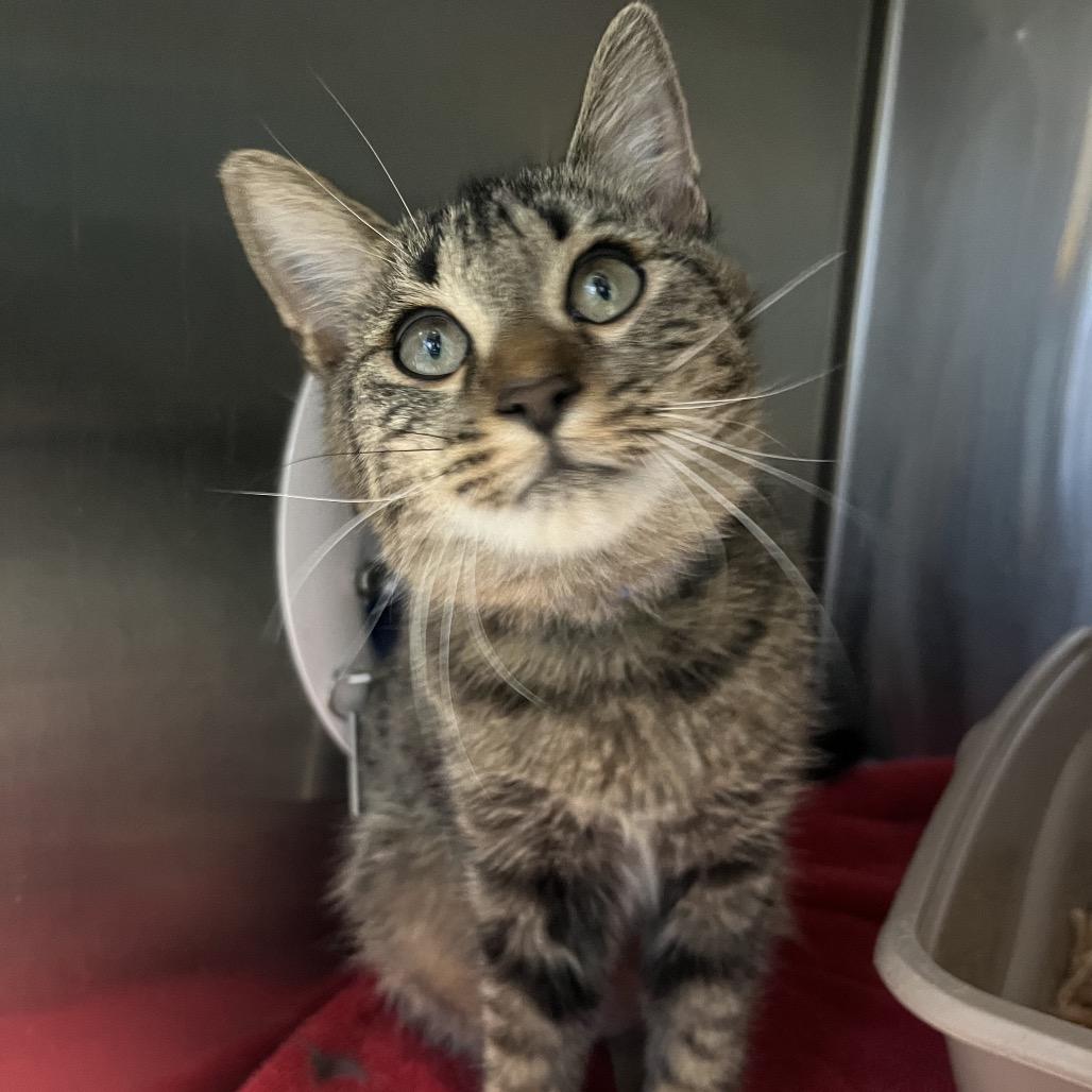 Charlie, Adoptable, Young Male Domestic Short Hair.