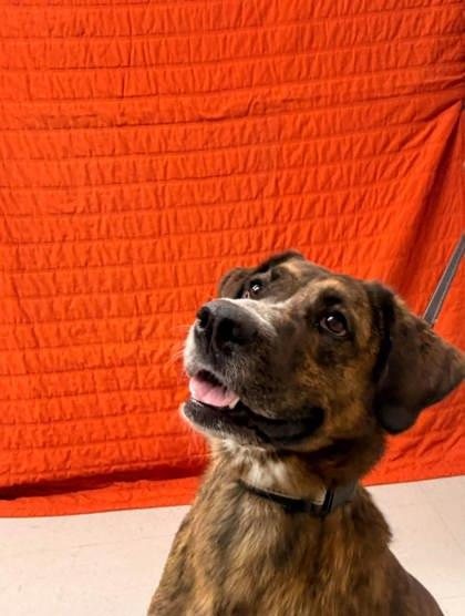 Enlarge Daisy, a Adoptable mixed breed in McCook, NE image 2/6