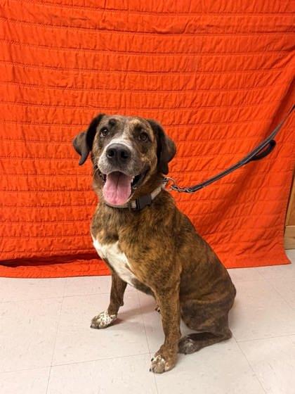 Enlarge Daisy, a Adoptable mixed breed in McCook, NE image 3/6
