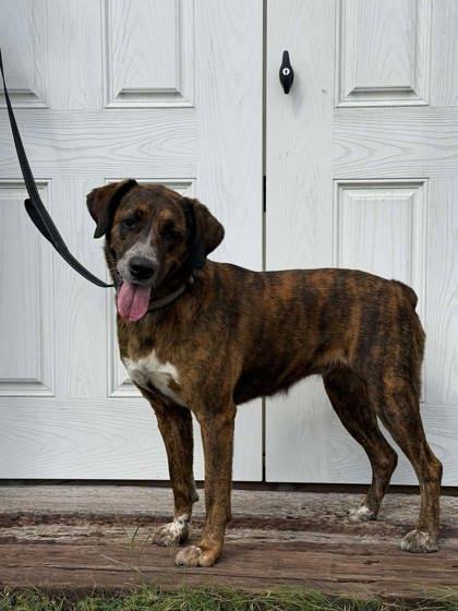 Enlarge Daisy, a Adoptable mixed breed in McCook, NE image 4/6