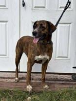 Enlarge Daisy, a Adoptable mixed breed in McCook, NE image 6/6