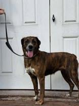 Enlarge Daisy, a Adoptable mixed breed in McCook, NE image 5/6