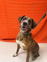 Daisy, Adoptable, Adult Female Australian Shepherd & Boxer.