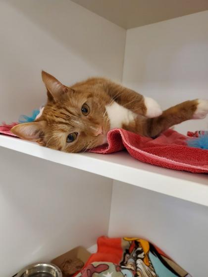 Sunny, Adoptable, Adult Male Domestic Short Hair & Domestic Short Hair.