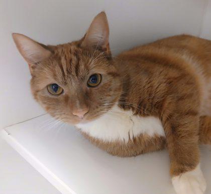 Enlarge Sunny, a Adoptable mixed breed in Fairfax, VA image 2/3