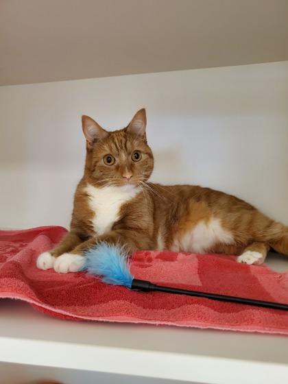 Enlarge Sunny, a Adoptable mixed breed in Fairfax, VA image 3/3