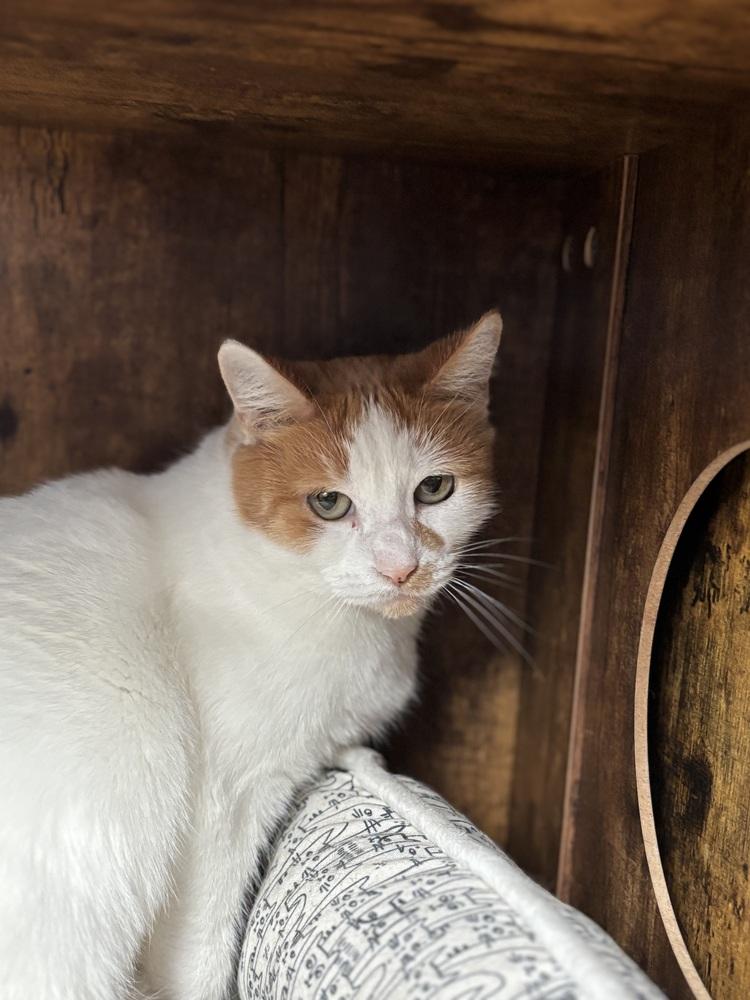 Koala — thumbnail 2