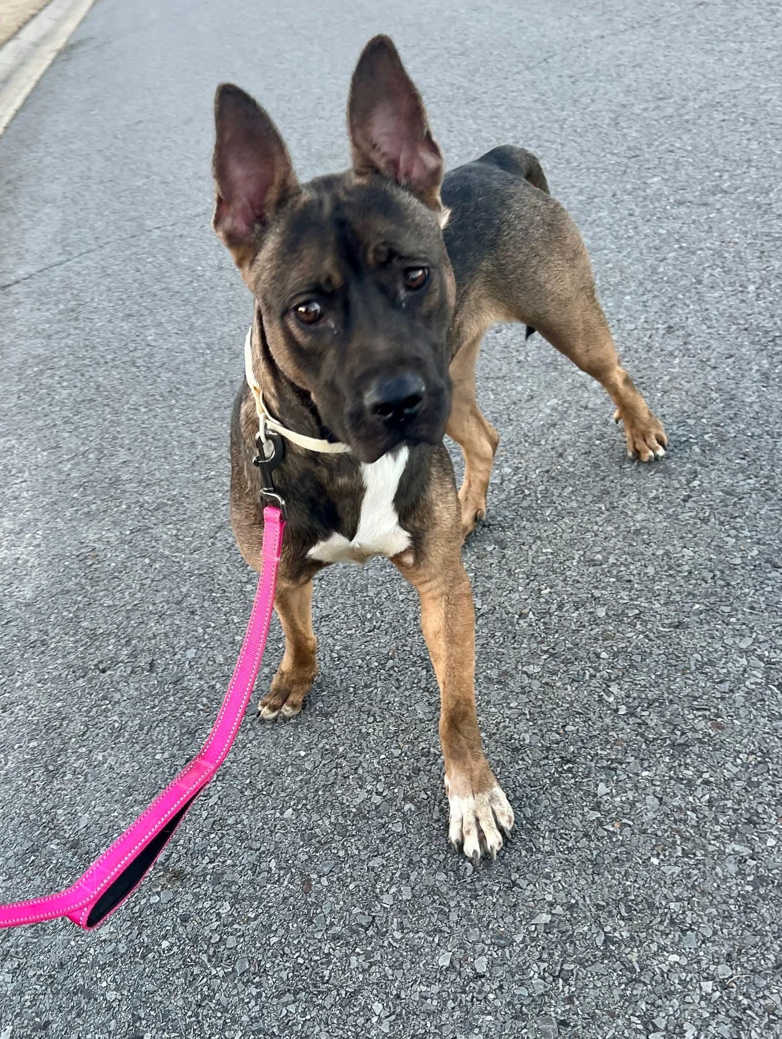Calypso, ADOPTABLE, Young Female Akita & American Bully.