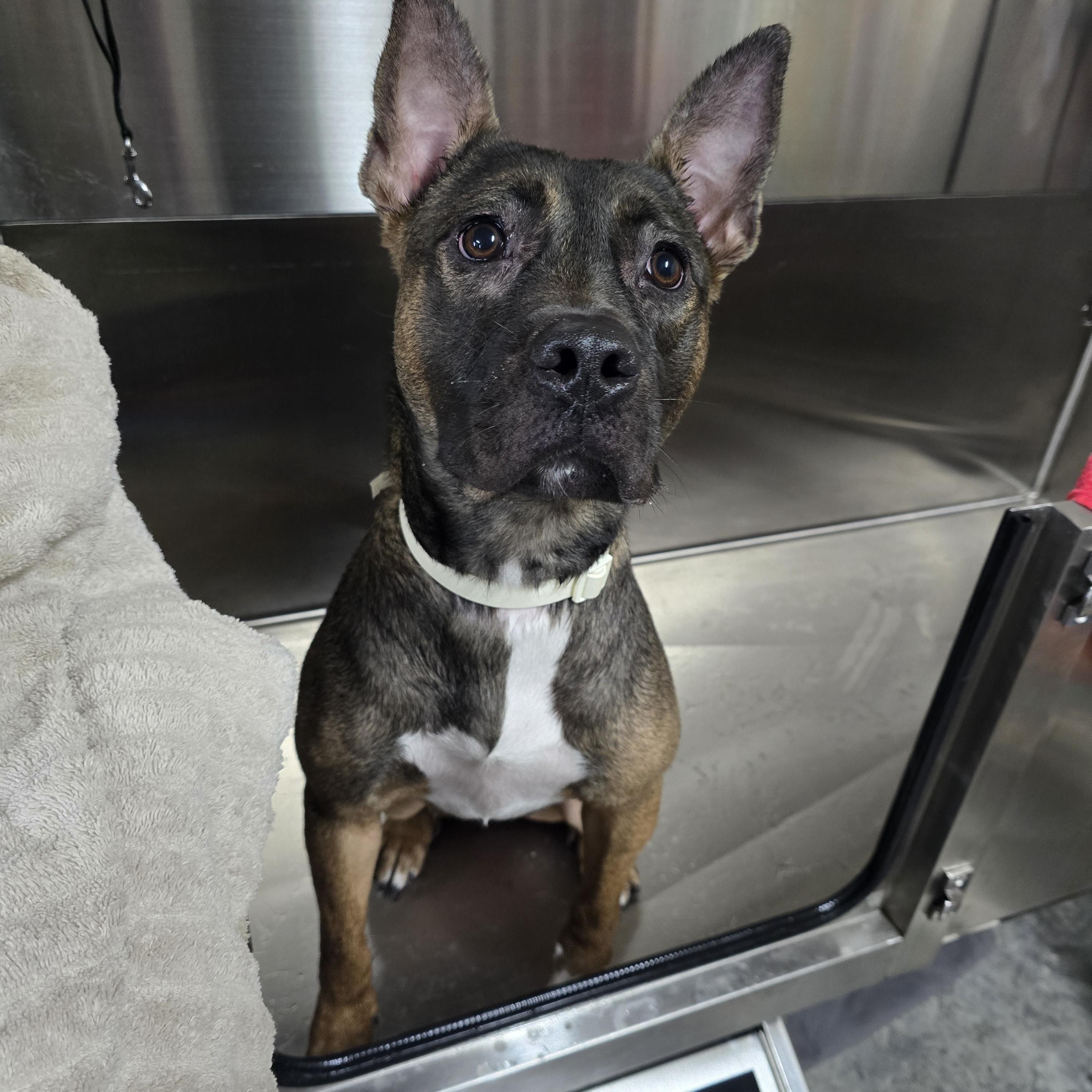 Enlarge Calypso, a ADOPTABLE mixed breed in Austin, AR image 3/3