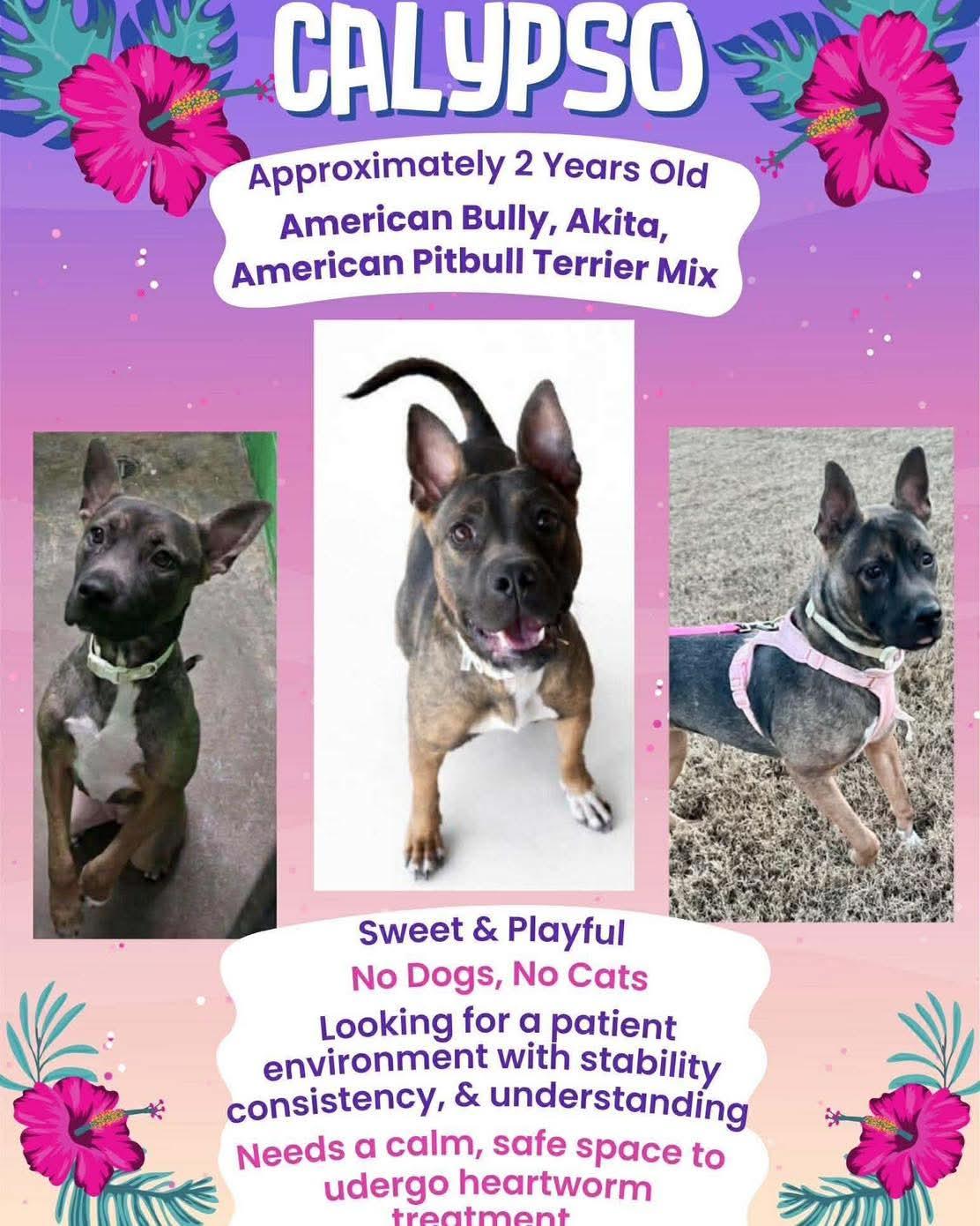 Enlarge Calypso, a ADOPTABLE mixed breed in Austin, AR image 2/3