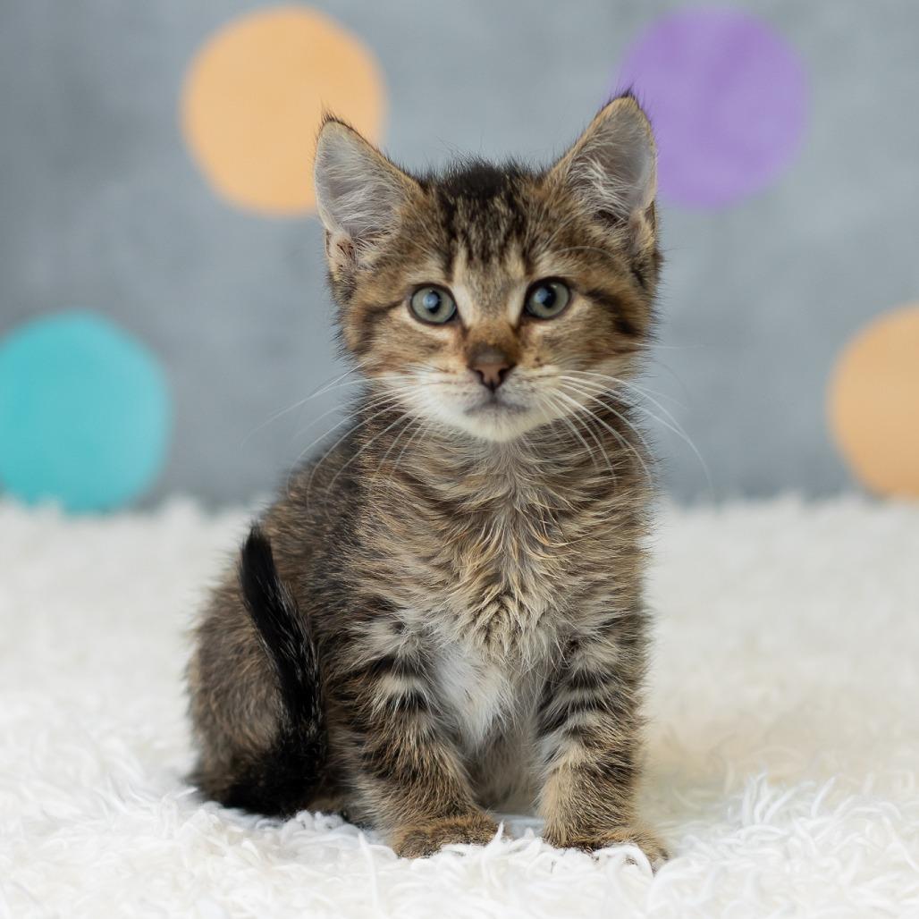 East, Adoptable, Kitten Male Domestic Short Hair.