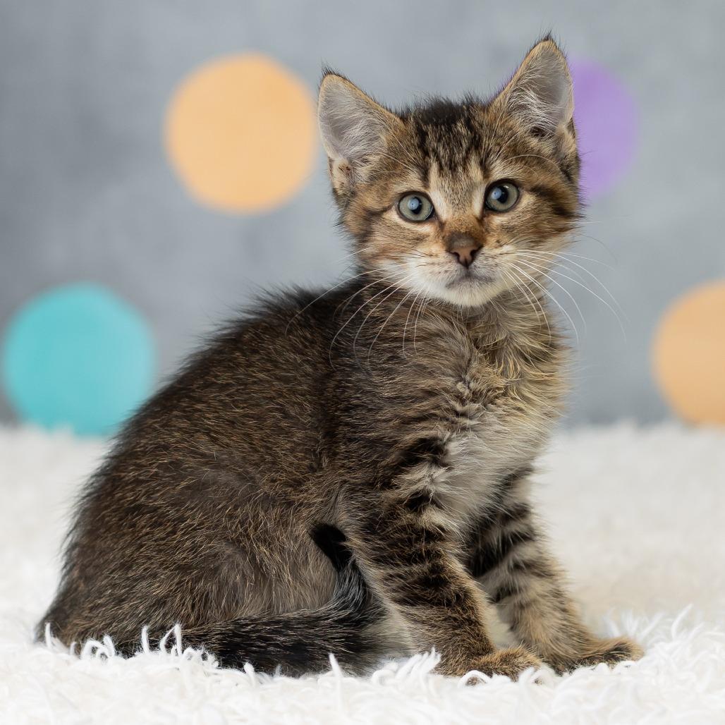 Enlarge East, a Adoptable Domestic Short Hair in St. Paul, MN image 2/6