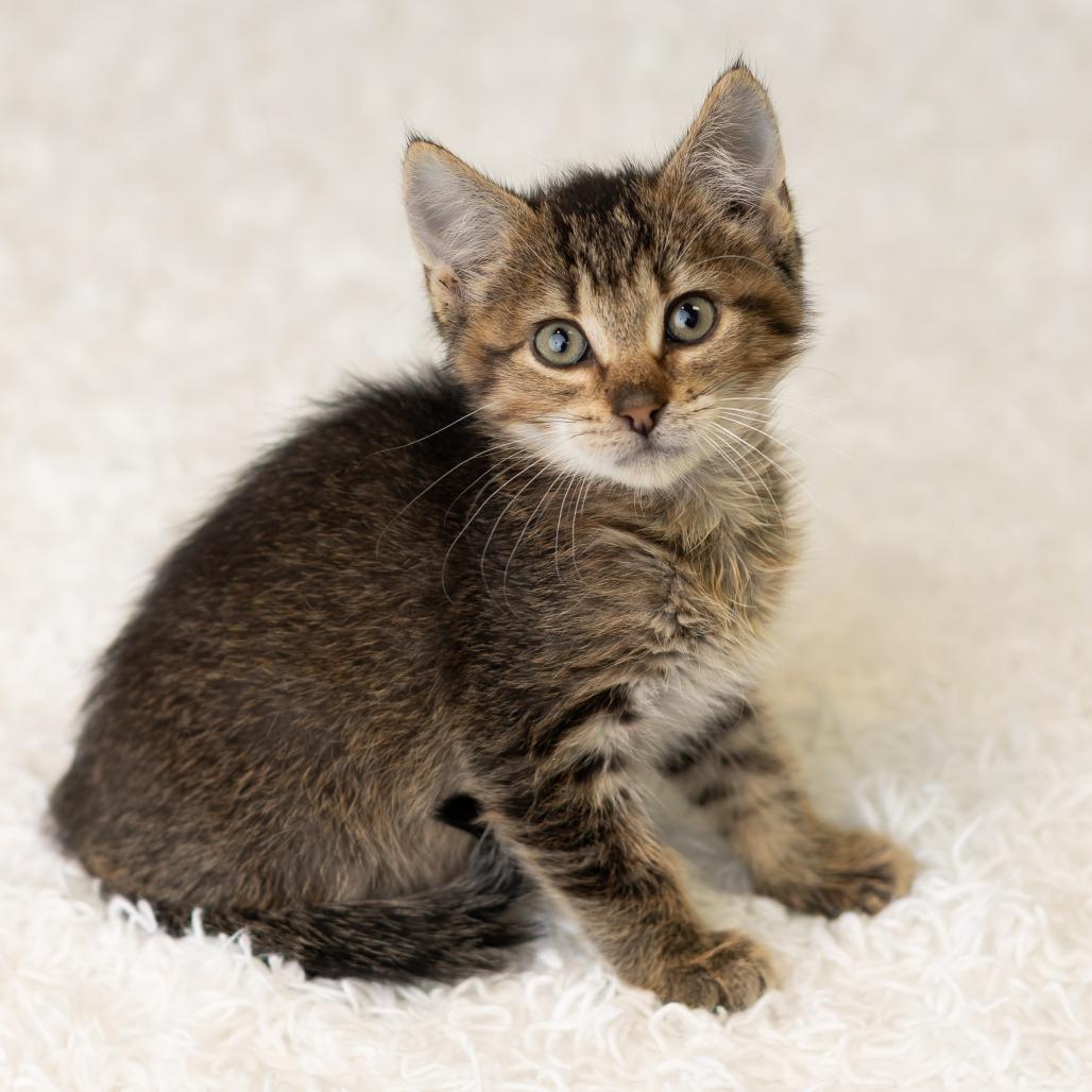 Enlarge East, a Adoptable Domestic Short Hair in St. Paul, MN image 3/6