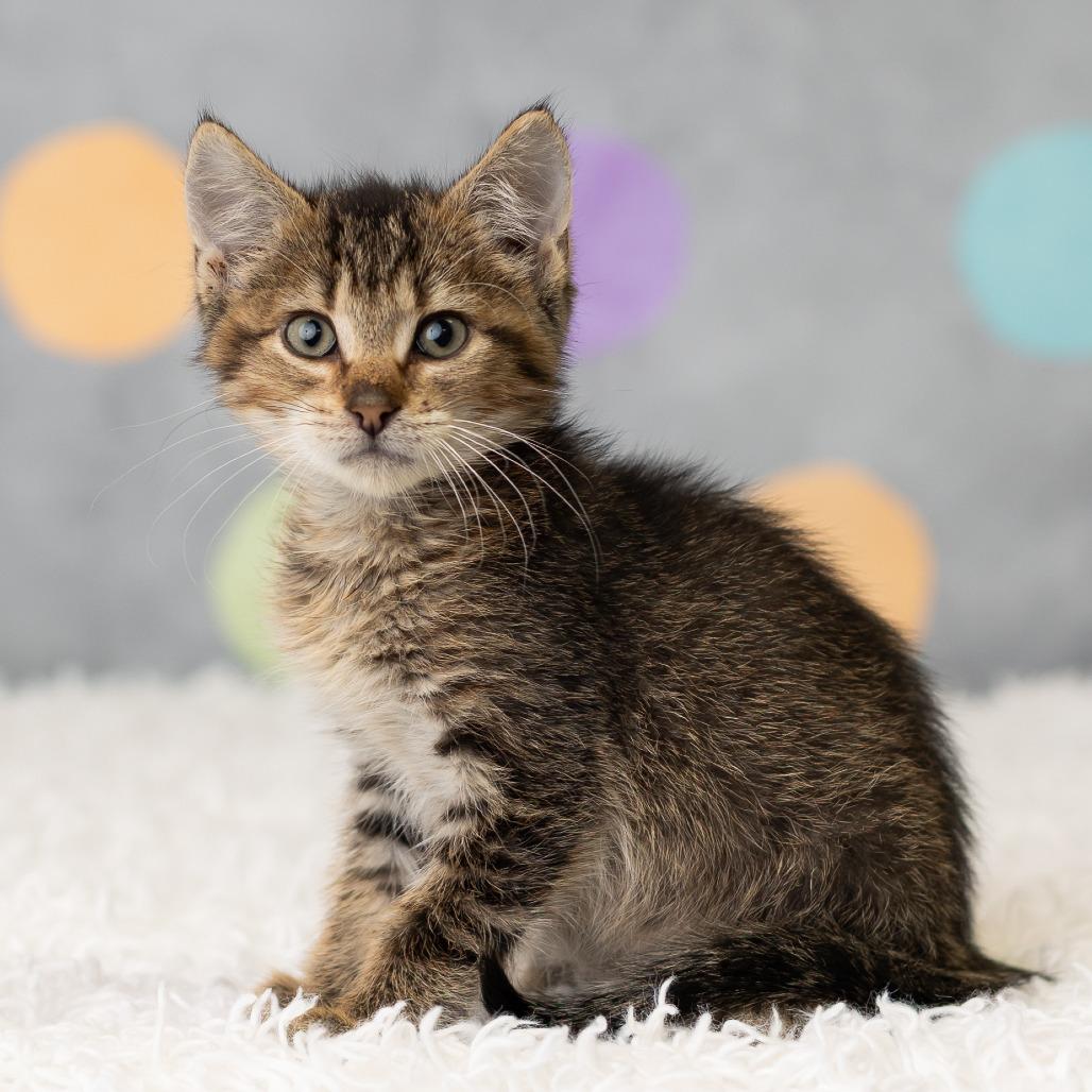 Enlarge East, a Adoptable Domestic Short Hair in St. Paul, MN image 4/6