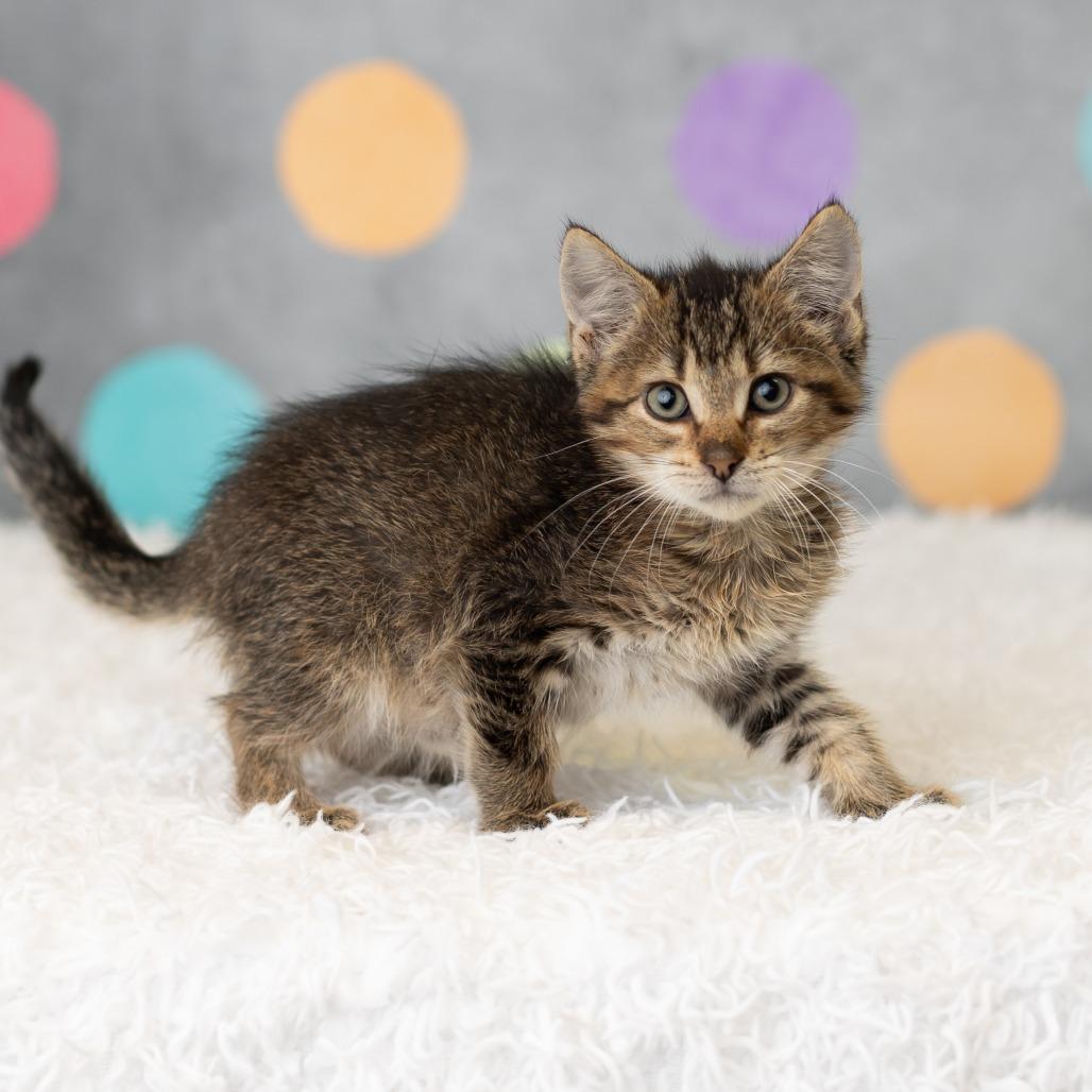 Enlarge East, a Adoptable Domestic Short Hair in St. Paul, MN image 5/6