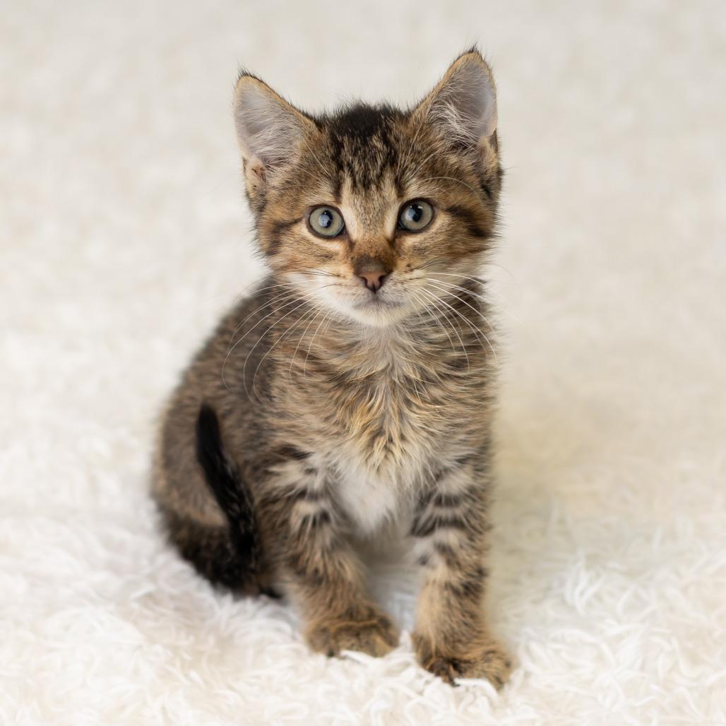 Enlarge East, a Adoptable Domestic Short Hair in St. Paul, MN image 6/6