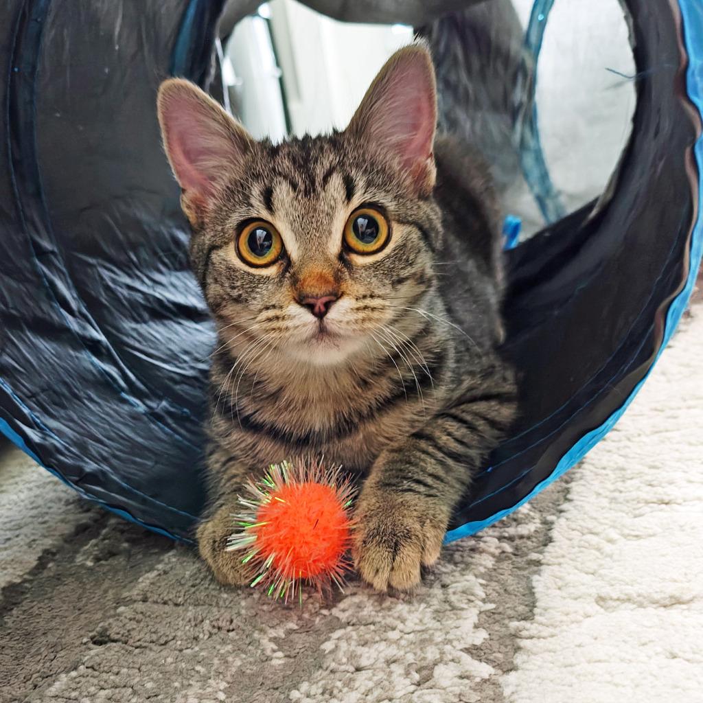 Dulcie26, Adoptable, Kitten Female Domestic Short Hair.