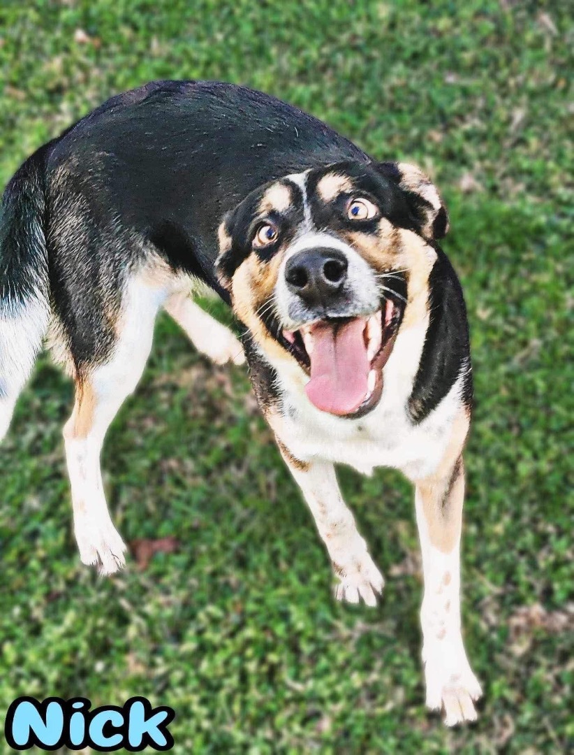 Enlarge Goofy, a Adopted mixed breed in Wartrace, TN image 1/1