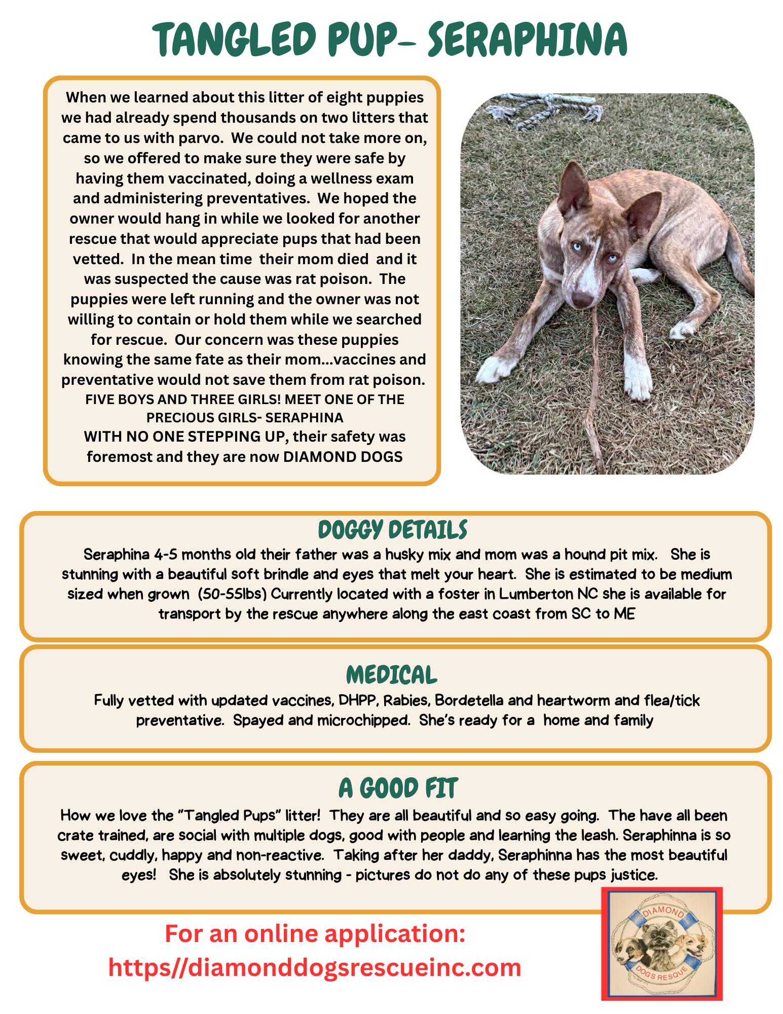 Seraphina, a Adoptable mixed breed in Mount Holly, NJ image 2/5