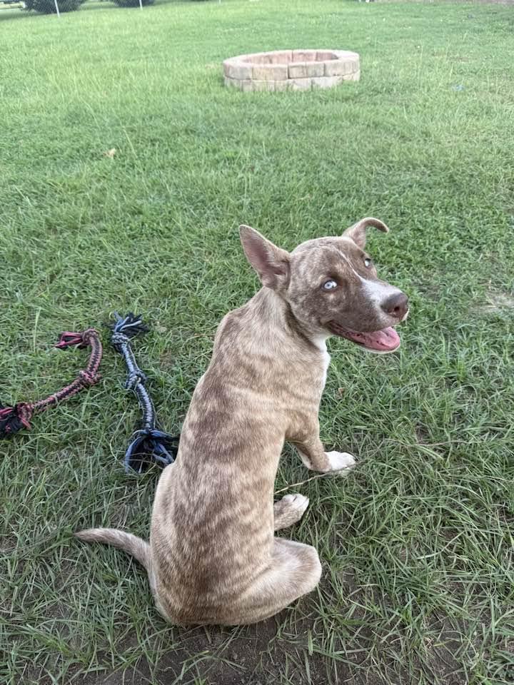 Seraphina, a Adoptable mixed breed in Mount Holly, NJ image 1/5