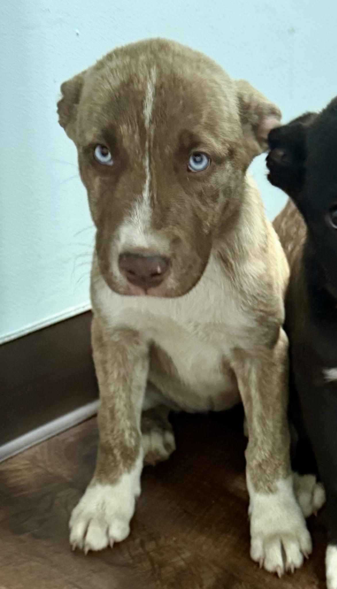 Seraphina, a Adoptable mixed breed in Mount Holly, NJ image 3/5