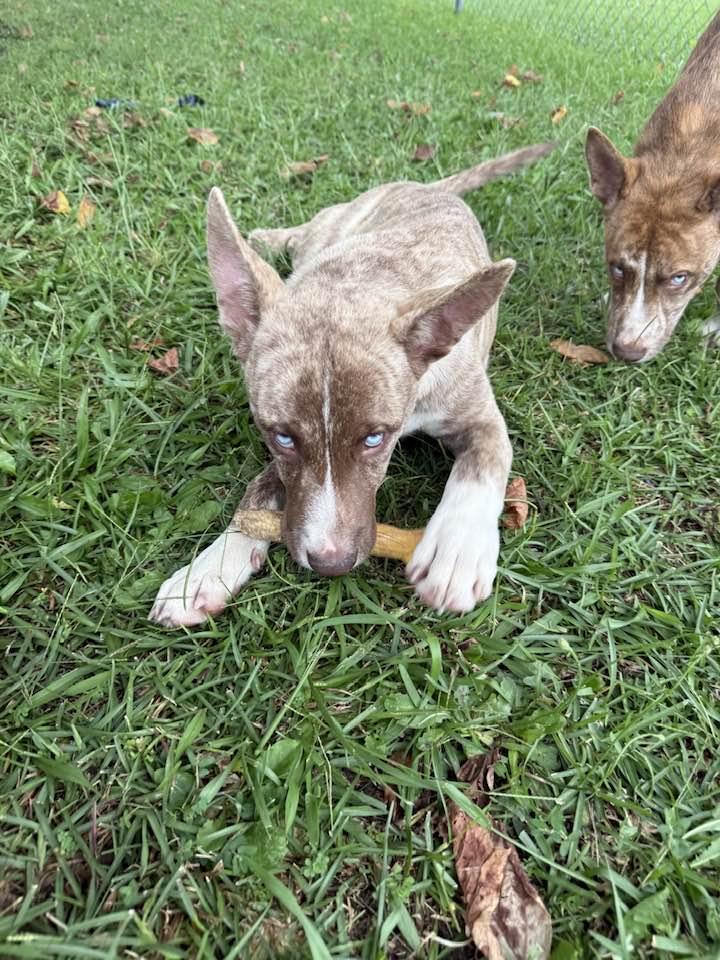 Seraphina, a Adoptable mixed breed in Mount Holly, NJ image 5/5