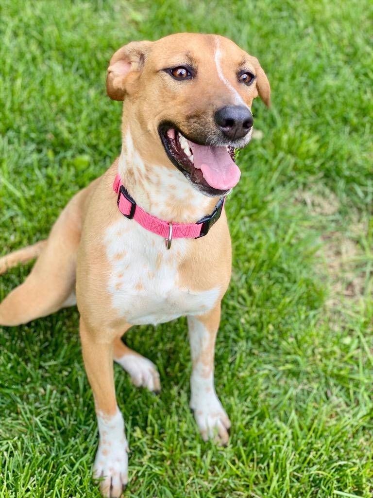Enlarge Holland, a Adoptable mixed breed in Urbandale, IA image 1/3