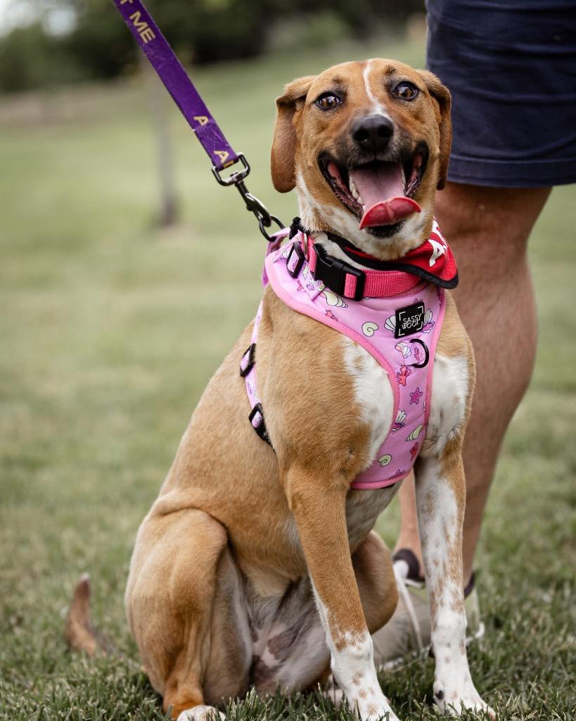 Enlarge Holland, a Adoptable mixed breed in Urbandale, IA image 2/3