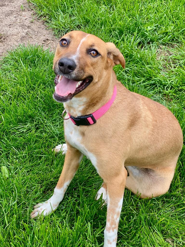 Enlarge Holland, a Adoptable mixed breed in Urbandale, IA image 3/3