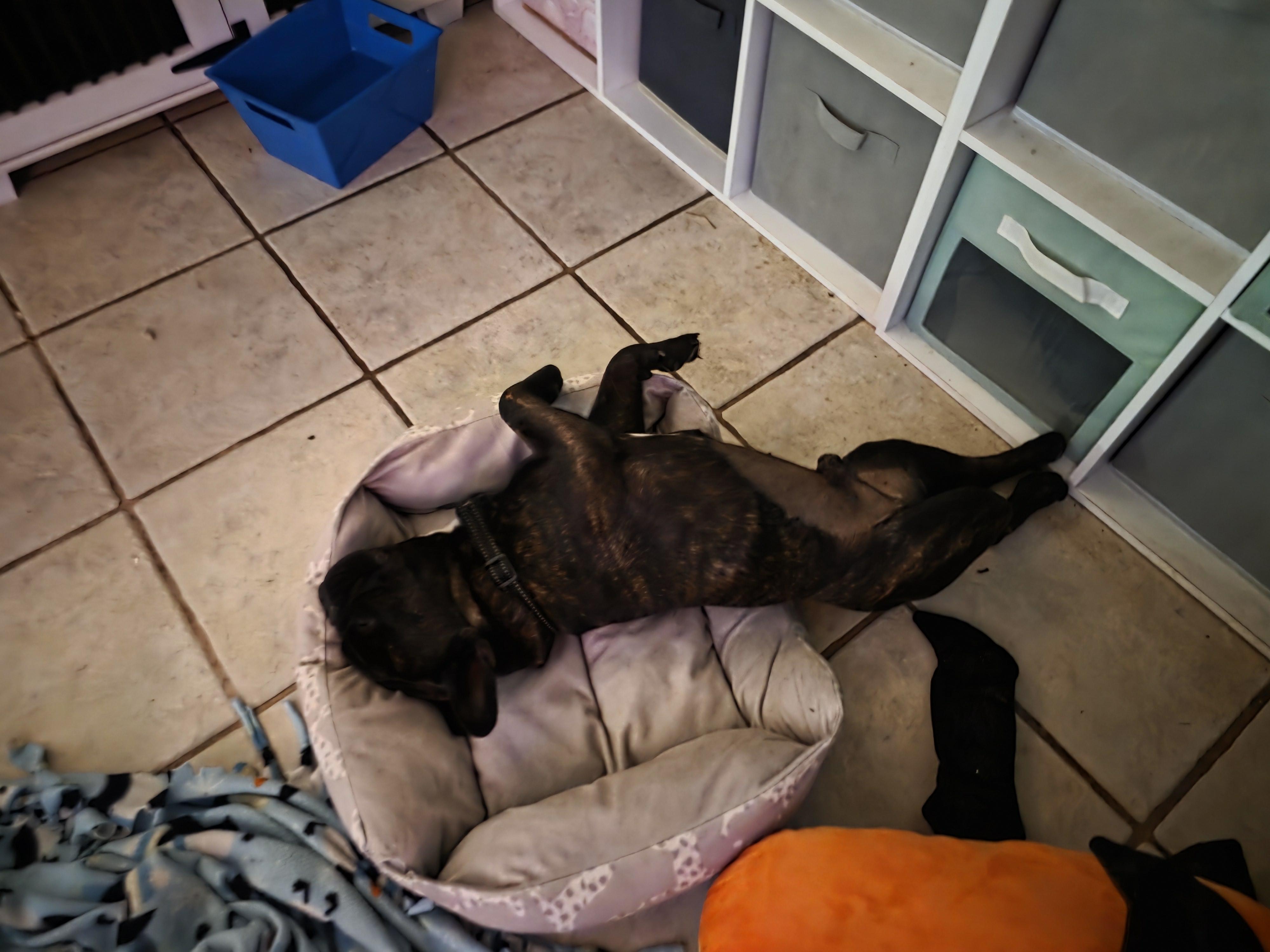 Bear, Adoptable, Young Male French Bulldog.