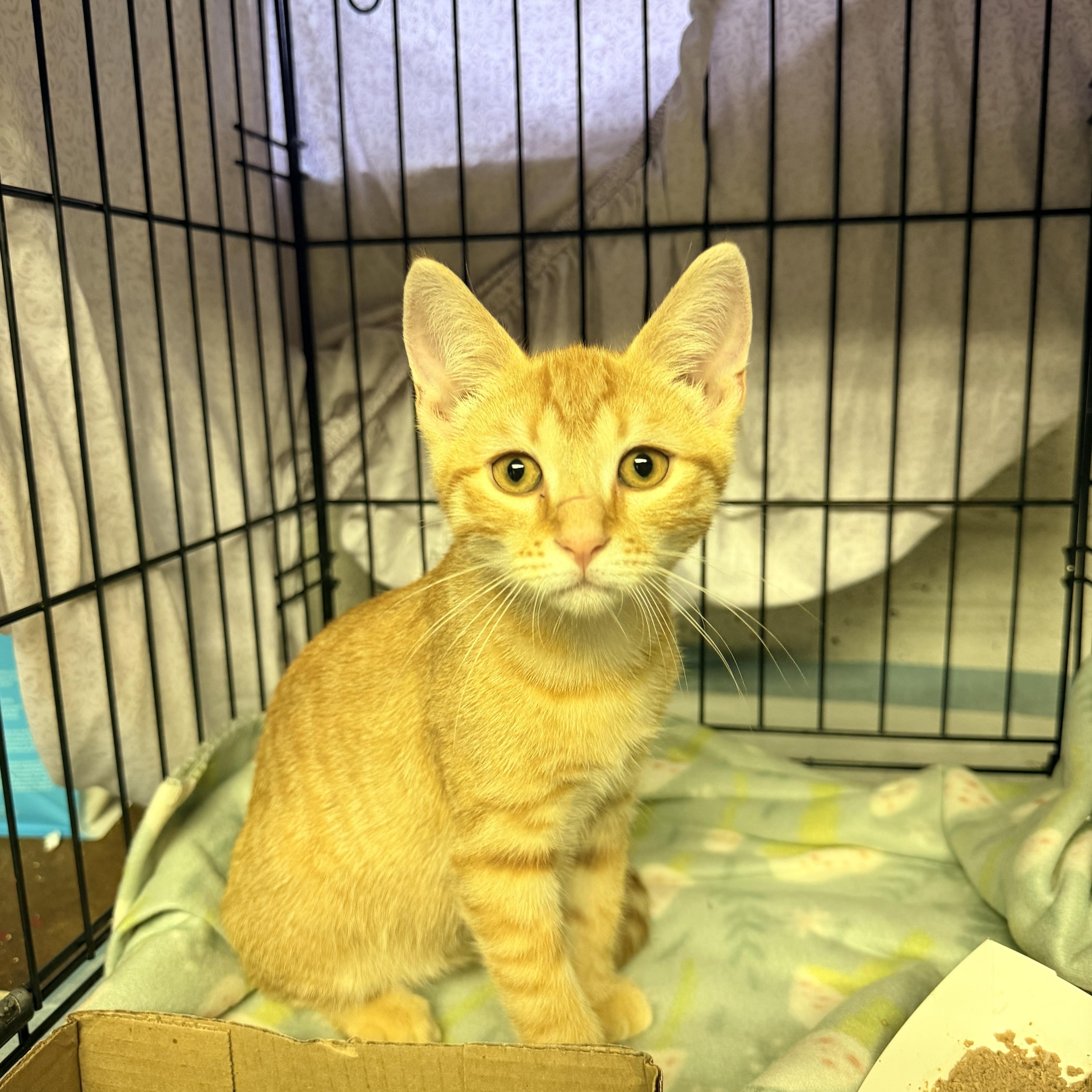 Kaighn, adopted, Kitten Male Domestic Short Hair.